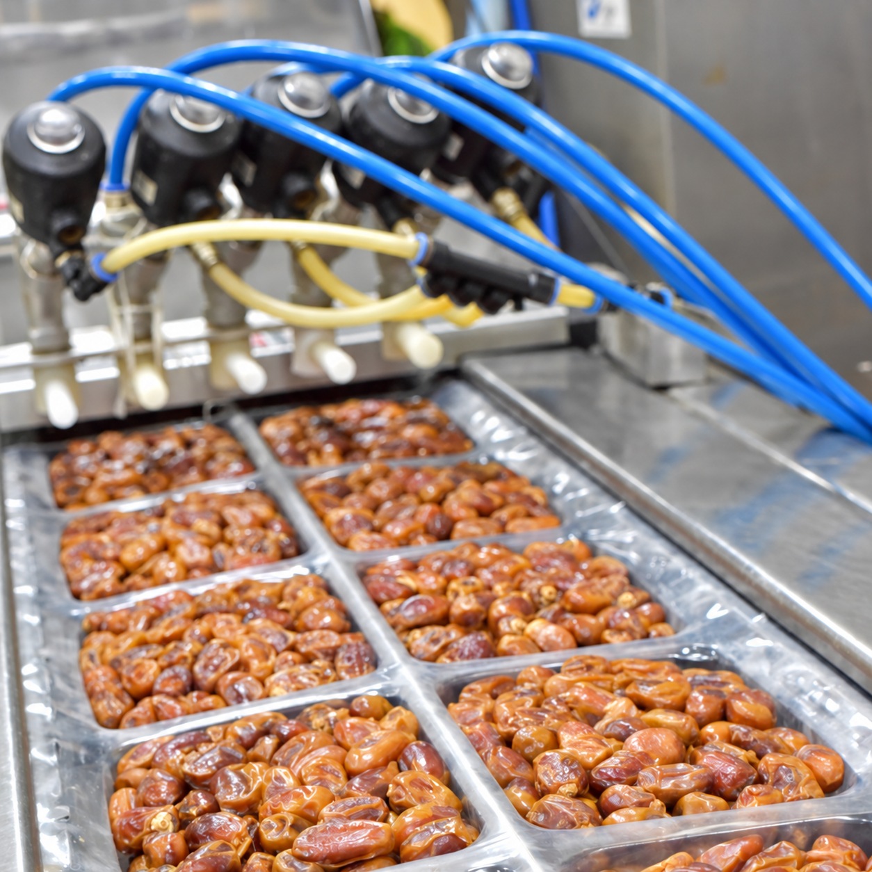 Azzad production line packing dates into trays