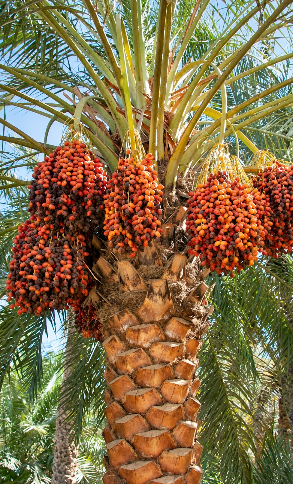 Dates growing on a palm tree